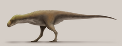 Miniatura para Rahiolisaurus gujaratensis