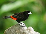 Thumbnail for Scarlet-rumped tanager