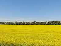 Canola in bloom