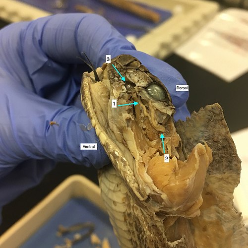 1. Trigeminal nerve extending into the heat-sensing pit 2. Trigeminal nerve originating in the brain 3. Heat-sensing pit