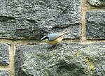 Thumbnail for File:Red-breasted nuthatch in CP (43065).jpg