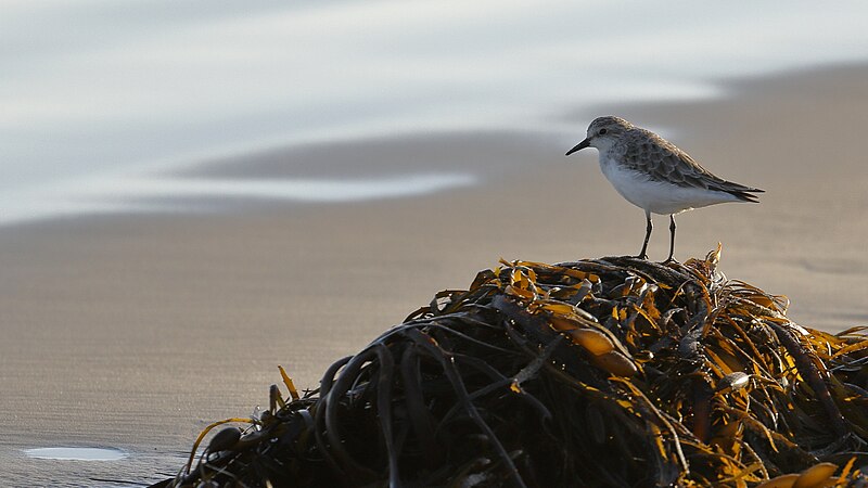 File:Red-necked Stint (33194100780).jpg