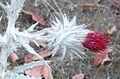 Red thistle