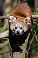Red Panda (16516460654).jpg