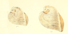 Reeve 1845 Isocardia pl1 figs2ab Meiocardia vulgaris.png