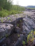 Vignette pour Colonisation végétale des coulées de lave