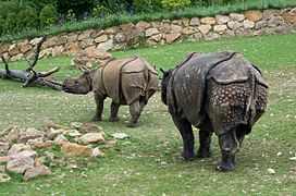 Des rhinocéros indiens.