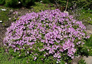 <i>Rhododendron yedoense</i> Species of plant in the family Ericaceae