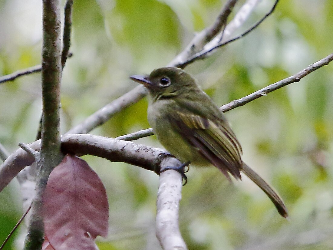 Rhynchocyclus olivaceus