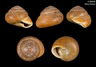 <i>Rhysotina</i> Genus of gastropods