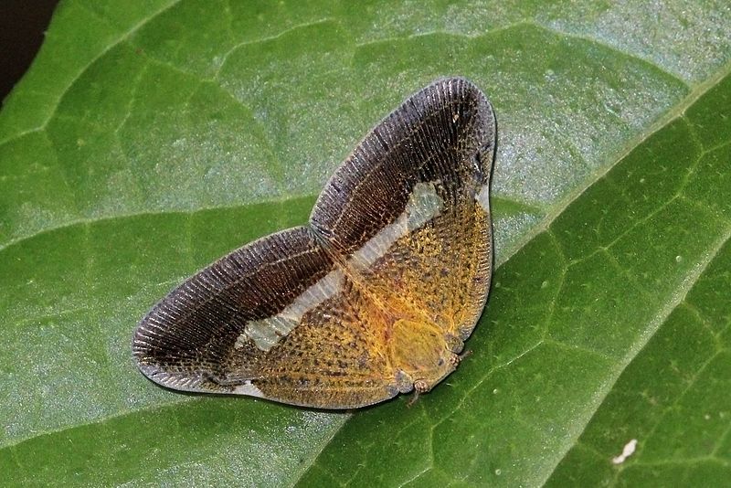 File:Ricaniidae planthopper (Pochazia fasciata).jpg