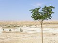 Rift valley from the Jordan River (26713754593).jpg