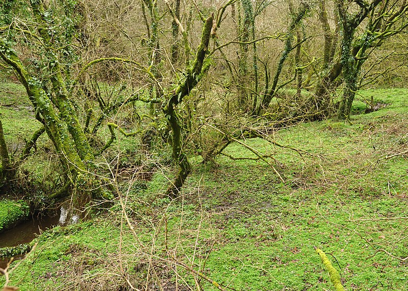 File:River Tamar between West and East Youlstone.jpg