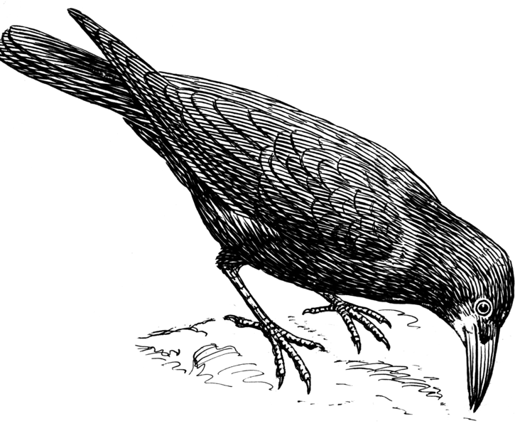 File:Rook (PSF).png