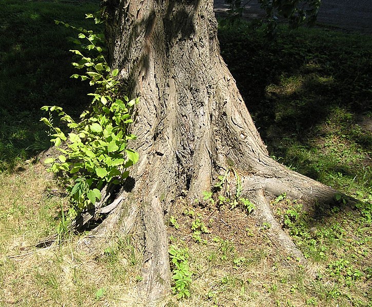 File:Root swelling ulmus glabra beentree.jpg