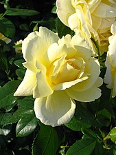 'Sunstar', Kordes 2006 'Bernstein-Rose' × seedling