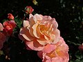 * Nomination Rose cultivar 'Cubana'. --Salicyna 10:53, 14 December 2018 (UTC) * Decline  Oppose Not sharp. Sorry. --Ermell 16:41, 14 December 2018 (UTC)