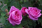 Vignette pour Gertrude Jekyll (rose)