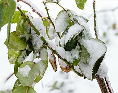Rose Bush in January 2018 North American blizzard