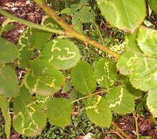 Rose mosaic virus on R. "Queen Elizabeth" Rose Maosaic.jpg