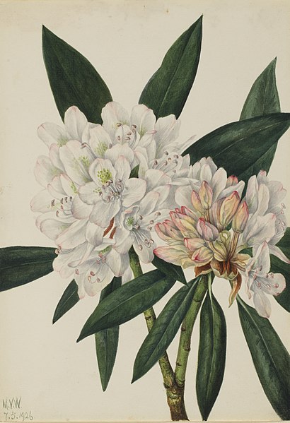 File:Rosebay Rhododendron (Rhododendron maximum)-saam 1970.355.592.jpg