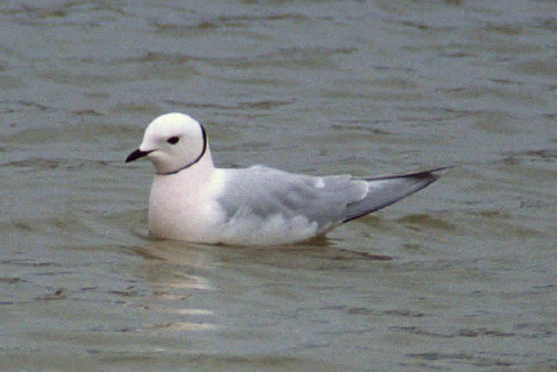 File:Ross's Gull (Rhodostethia rosea) 1 (cropped).jpg