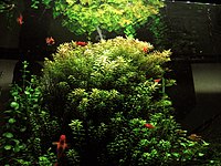 Rotala indica