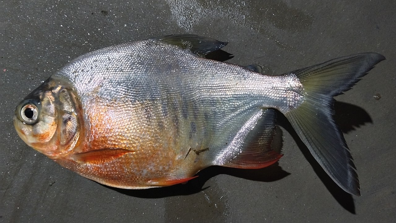 File:Rupchanda Fish Chinese pomfret.jpg - Wikimedia Commons