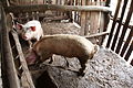 SB043 Pig farming Cuba 2.JPG