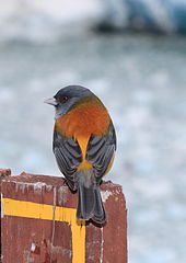 Patagonian sierra finch, found in forest and forest edge in the south. SCruzBird.JPG