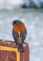 * Nomination Patagonian Bird, Argentina. --CalyPonte -- 09:06, 28 December 2007 (UTC) * Decline Unidentified. Lycaon 09:14, 28 December 2007 (UTC)