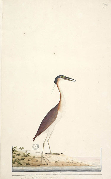 File:SLNSW 823140 f89 Nankeen NightHeron Nycticoraz caledonicus.jpg