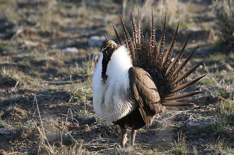 File:Sage grouse3 baker co myatt odfw (4458483016).jpg