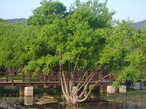 Salix chaenomeloides 02.JPG