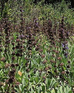 <i>Salvia sonomensis</i> species of plant