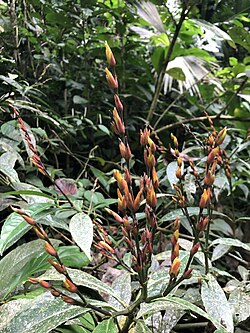 Sanchezia parviflora.jpg