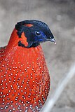 Satyr Tragopan 2.jpg