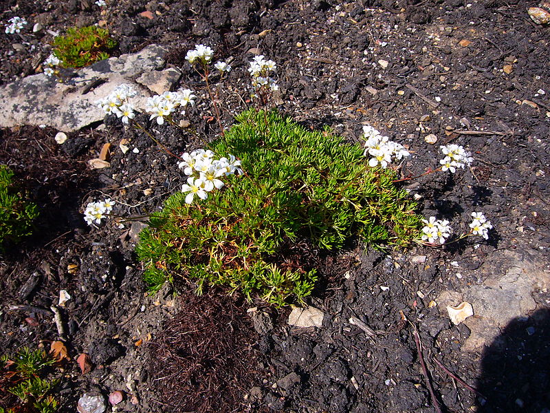 File:Saxifraga canaliculata 2007-06-02 (plant).jpg