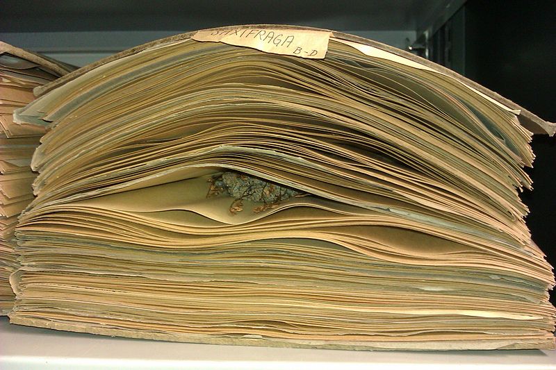 File:Saxifraga in the Neuchâtel Herbarium.jpg