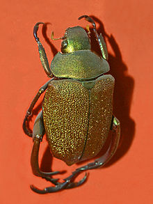 Scarabaeidae - Chrysophora chrysochlora.jpg
