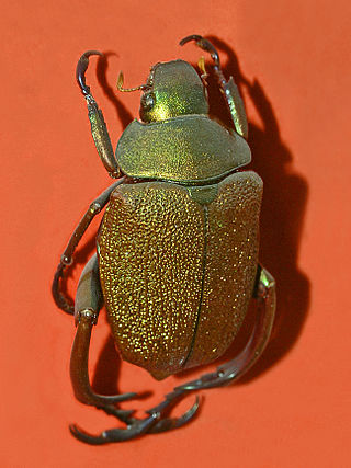 <i>Chrysophora chrysochlora</i> Species of beetle