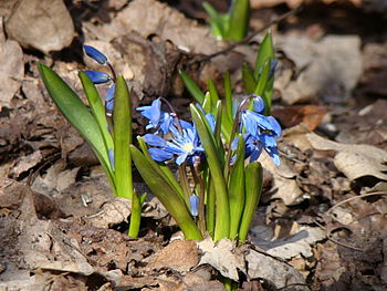 Пролеска Сибирская (Scilla siberica)