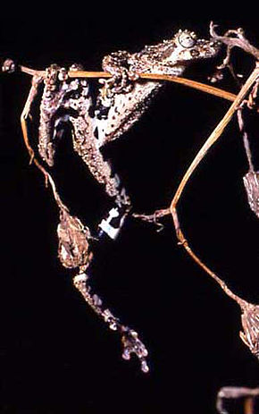 Opis obrazu Scinax catharinae.jpg.