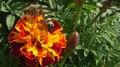 File:Scoliid wasp on marigold.webm
