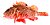 Scorpaena papillosa (Schneider & Forster, 1801) Red Rockcod, or red scorpionfish, "Grandaddy".jpg