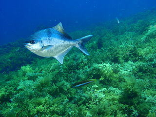 <span class="mw-page-title-main">Sea sweep</span> Species of fish