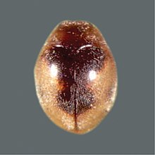 Scymnus (Pullus) coccivora (10.3897-zookeys.803.22543) Figure 22.jpg