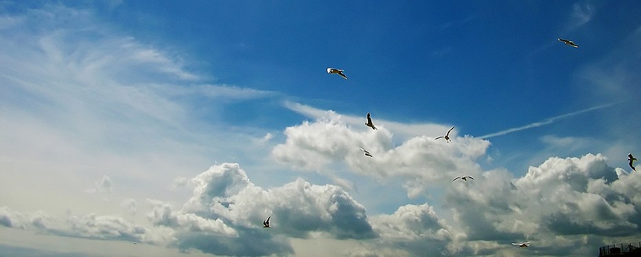 Flying seagulls