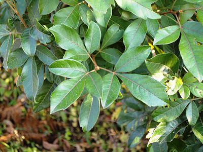 Rhus pyroides