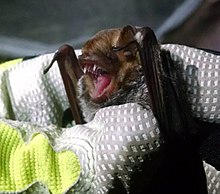 A imagem mostra um morcego Seminole nas mãos de um pesquisador